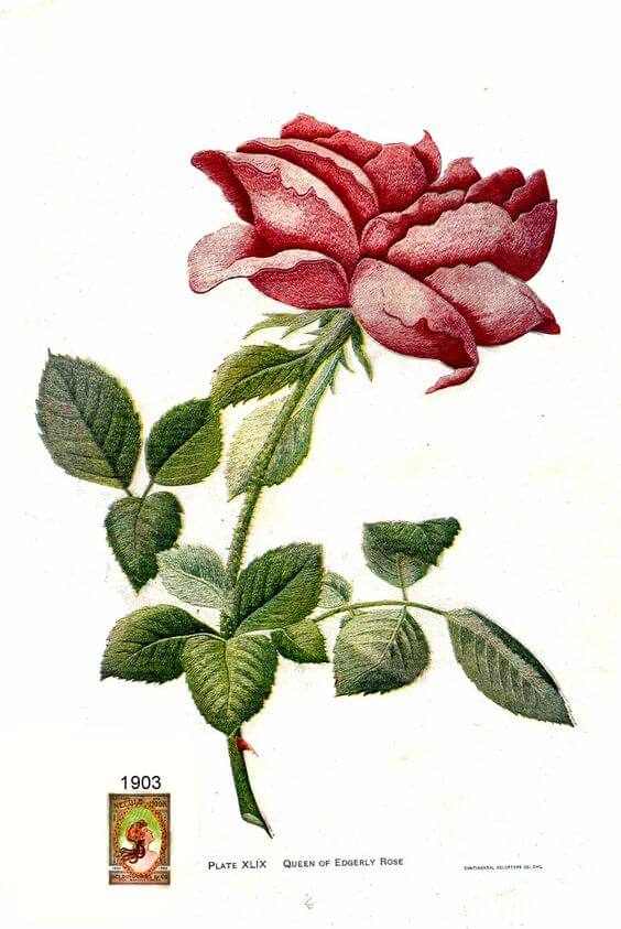 Вышивка гладью розы - схемы